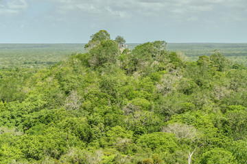 sight of the thickness, of the treetops and of other pyramids in the reservation of the biosphere, national park and archaeological place of Calakmul, Quintana Roo, Mexico