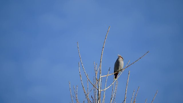Waxwing ( Bombycilla ) in a Tree Top. Blue Sky.