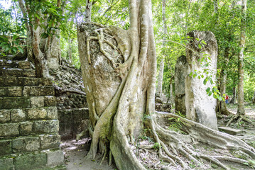 stela in ruins caught by the roots of a tree in the archaeological Calakmul place inside the reservation of the biosphere and national park of Calakmul in the state of Campeche, Mexico