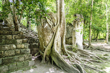 stela in ruins caught by the roots of a tree in the archaeological Calakmul place inside the reservation of the biosphere and national park of Calakmul in the state of Campeche, Mexico