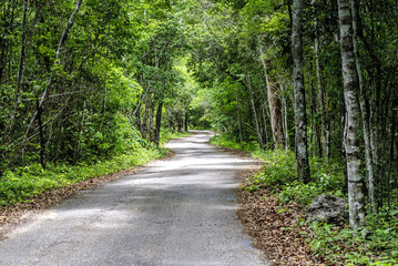 rural highway winding inside the reservation of the biosphere and national park of Calakmul in the state of Campeche, Mexico