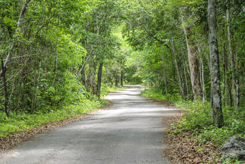 Obraz premium rural highway winding inside the reservation of the biosphere and national park of Calakmul in the state of Campeche, Mexico