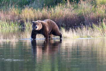 Alaska Brown Bear on Brooks River