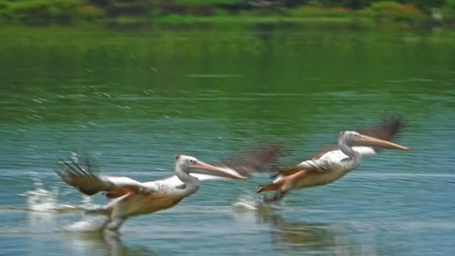 Amazing wildlife moment of two pelicans take off from water and fly in Sri Lanka