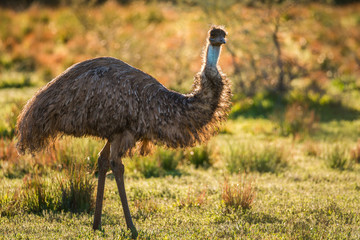 Emu walking through grassland at sunset