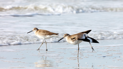 Short-billed Dowitchers (Limnodromus griseus) stretching exercises in the morning