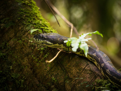 Closeup of snake in a tree
