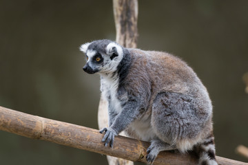 Lemur sitting in a tree