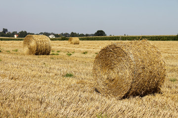 Landwirtschaft