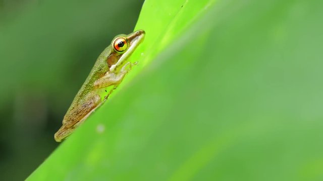 Close up macro of tropical tree frog on green leaf