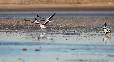 Shelduck, Common Shelduck, Tadorna tadorna