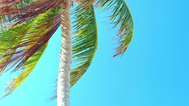 Leaves of palm tree moving by breeze wind against blue sky 4K tropical nature