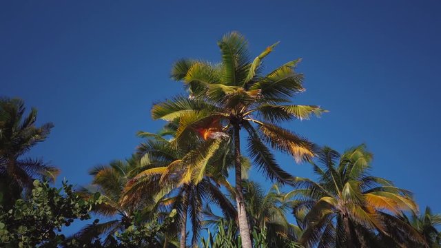 palm tree leaves developing in the wind