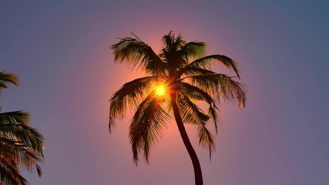 Palm tree silhouette at sunset in tropical island 4K nature background