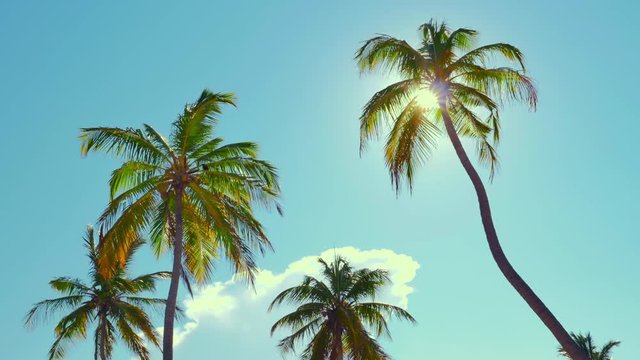 Serene background of sun light shines through coconut palm trees leaves