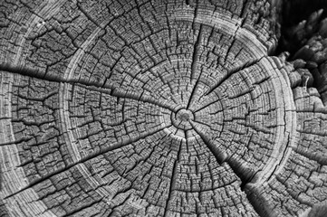 Black and white weathered log end rings in an old log cabin