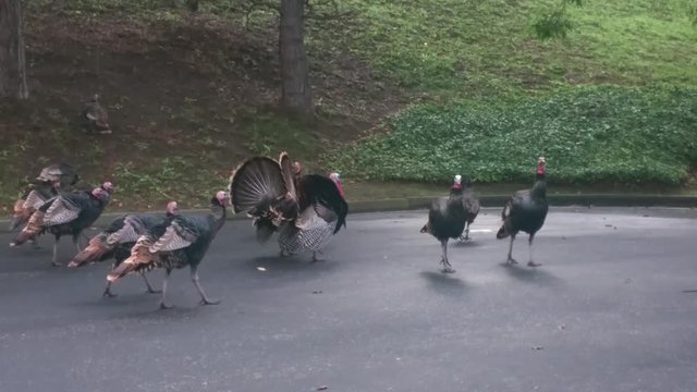 A huge flock of sixteen wild turkeys.