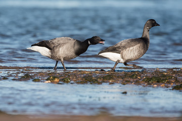 Brent Goose, Branta bernicla