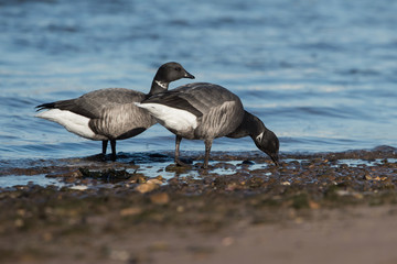 Brent Goose, Branta bernicla