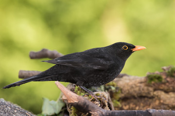 Blackbird, Turdus merula