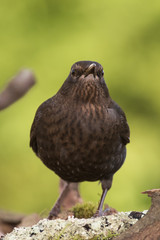 Blackbird, Turdus merula