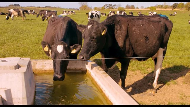 Thirsty cows drinking water