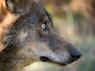 Close-up profile of iberian wolf (Canis lupus signatus)