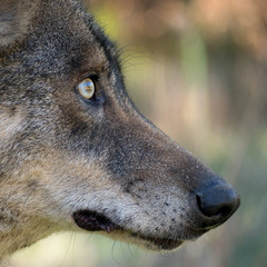 Detail of an iberian wolf (Canis lupus signatus) head - 133972592