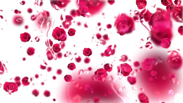 Valentinstag fallende Rosen hinter einer Glasscheibe mit Wassertropfen