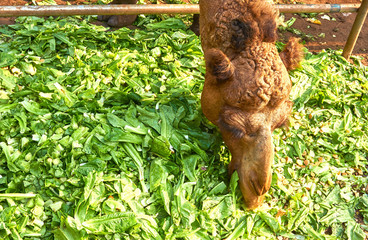 Camel is eating a lot of fresh vegetable. 