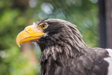 Eagle