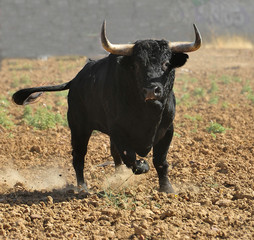 toro