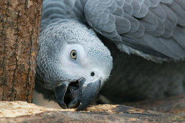 grey parrot chopping wood