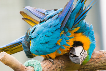 two blue-and-yellow macaw sniffing each other butt
