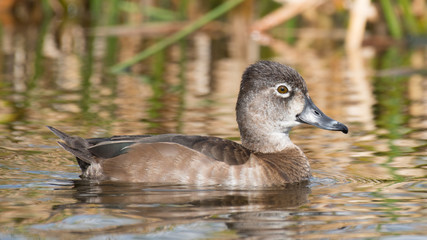 Female Ring Necked Duck Florida water birds