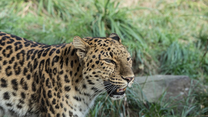 Fototapeta na wymiar Jaguar or Leopard Closeup