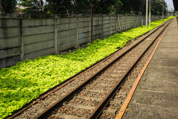 straight railway for commuter line with green bushes photo taken in Depok Indonesia