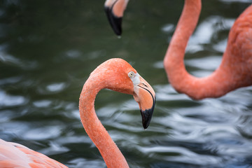 Closeup of Pink Flamingo in Water