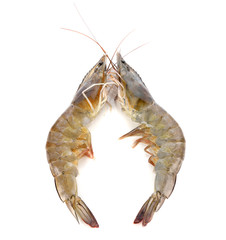 fresh shrimp/prawn on white background