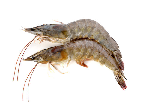 fresh shrimp/prawn on white background
