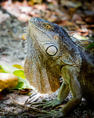 Iguana head shot from Key West