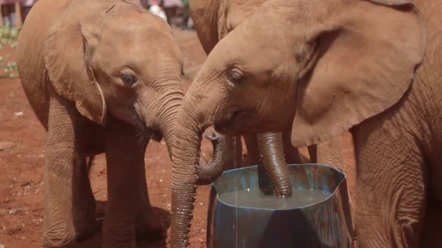 Baby elephants drinking water at Elephant orphanage Nairobi