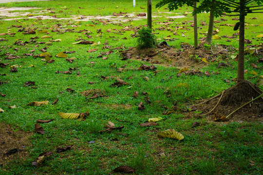 Fallen dry leaves on the ground in a garden photo taken in Depok Indonesia