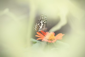 Blurry butterfly on orange cosmos flower in garden