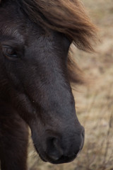Chocolate Brown Wild Pony