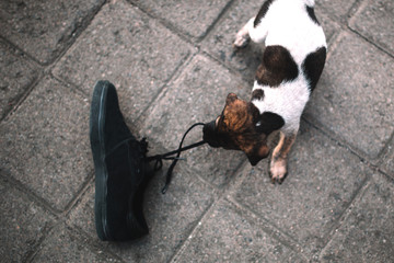 Funny little puppy is playing with the sneaker on the street