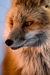 Red fox in the Tetons 