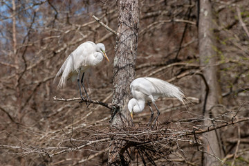 Egrets cooperative nest building