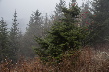 Clingman's Dome, Great Smoky Mountains National Park