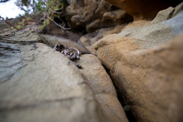 Closeup Beach Rock Crevice